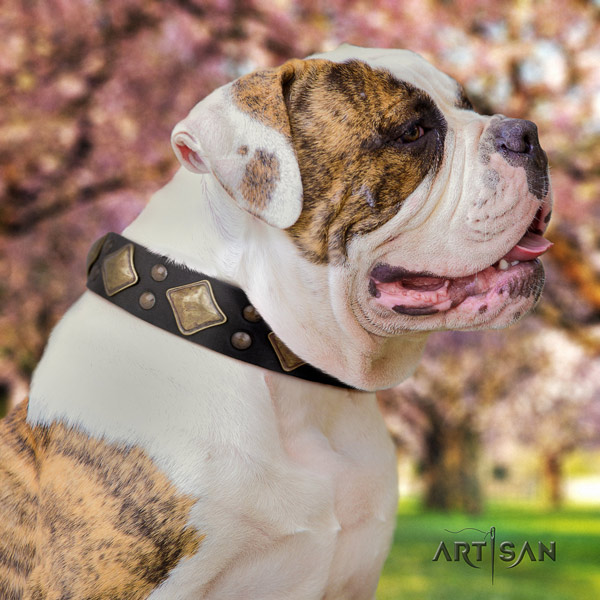 American Bulldog unique genuine leather dog collar with studs