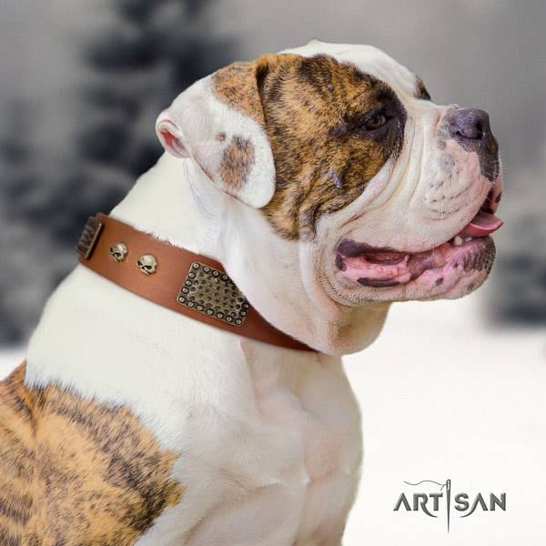 American Bulldog remarkable full grain leather dog collar with decorations for walking
