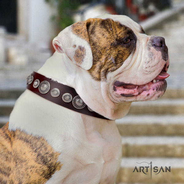 American Bulldog remarkable leather dog collar with studs