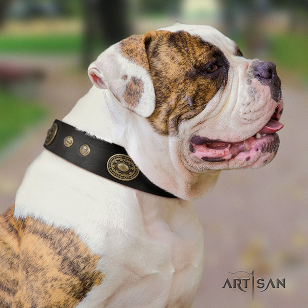 American Bulldog top notch full grain leather dog collar with embellishments for stylish walking