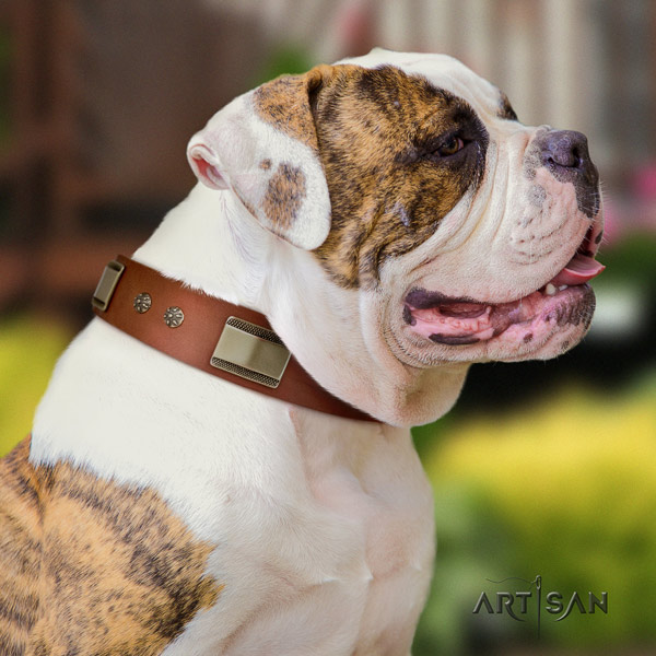 American Bulldog impressive genuine leather dog collar with studs for easy wearing