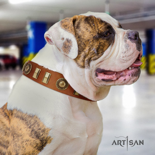 American Bulldog walking full grain leather collar with exceptional embellishments for your dog