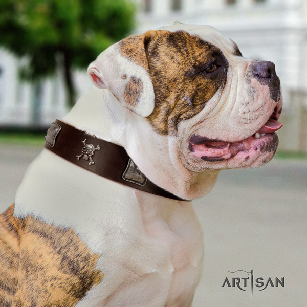 American Bulldog easy wearing genuine leather collar with unusual studs for your four-legged friend