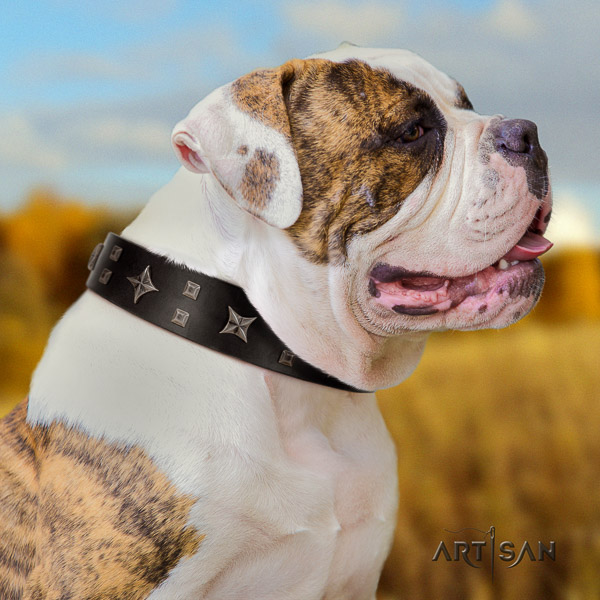 American Bulldog fancy walking genuine leather collar with unique adornments for your four-legged friend