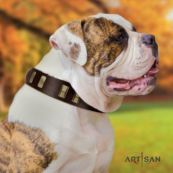 American Bulldog handy use genuine leather collar with exquisite adornments for your doggie