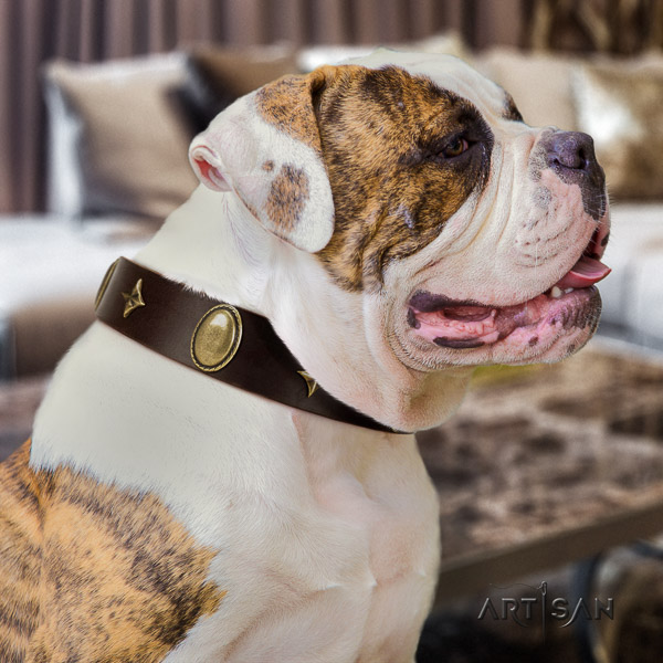 American Bulldog stylish walking genuine leather collar with inimitable decorations for your four-legged friend