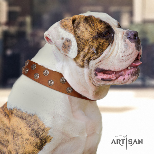 American Bulldog comfy wearing natural leather collar with stylish adornments for your doggie
