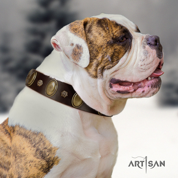American Bulldog everyday use natural leather collar with exceptional adornments for your canine