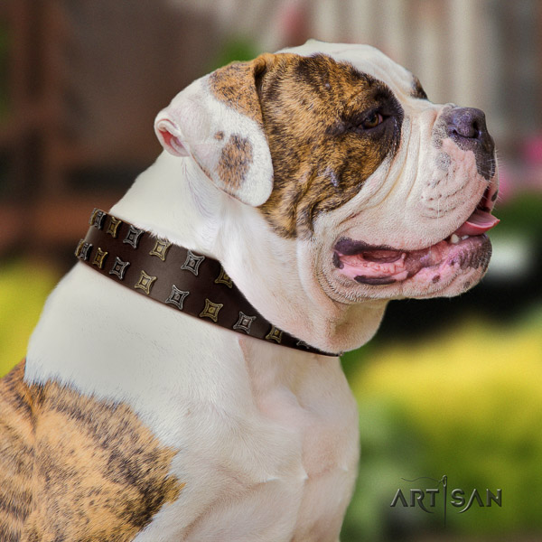 American Bulldog comfy wearing genuine leather collar with top notch adornments for your doggie