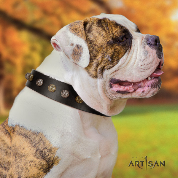 American Bulldog basic training genuine leather collar with top notch studs for your dog