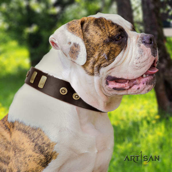 American Bulldog walking full grain leather collar with fashionable studs for your dog