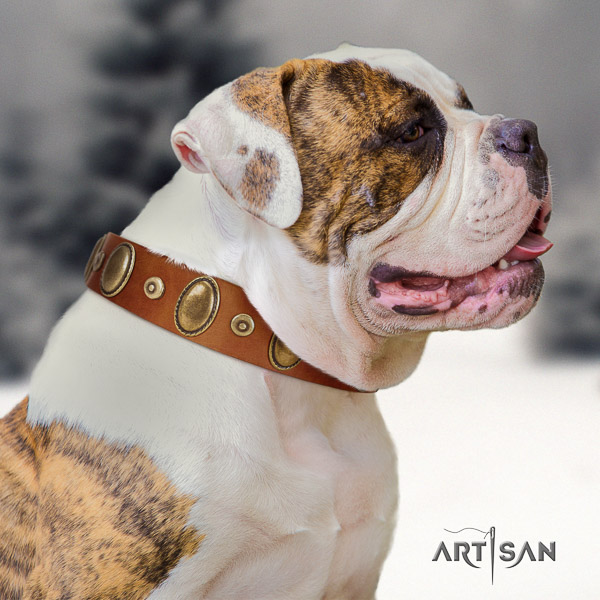 American Bulldog everyday walking leather collar with stylish decorations for your pet