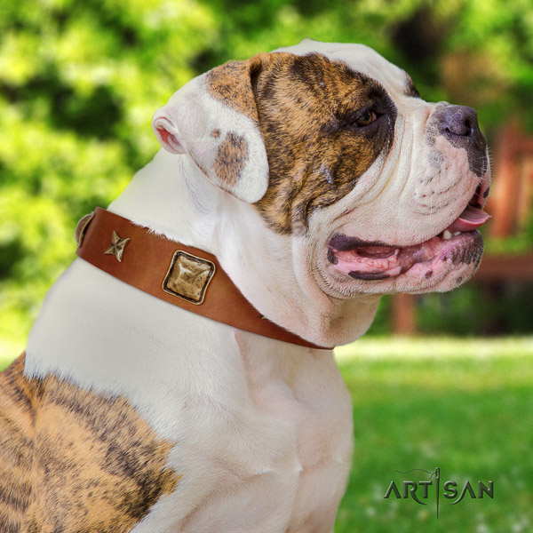 American Bulldog fancy walking full grain genuine leather collar with embellishments for your pet