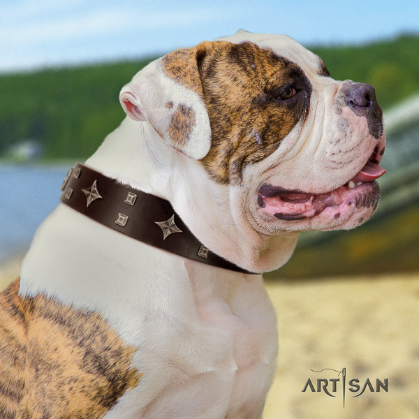 American Bulldog comfortable wearing natural leather collar with top notch adornments for your canine