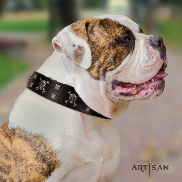 American Bulldog walking genuine leather collar with stylish design adornments for your canine