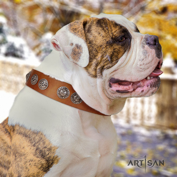 American Bulldog stylish walking natural leather collar with exquisite studs for your dog