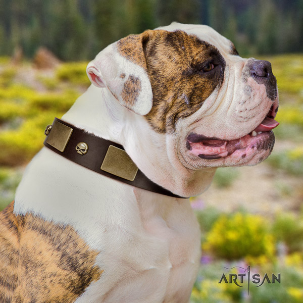 American Bulldog easy wearing natural leather collar with impressive adornments for your pet
