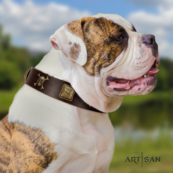 American Bulldog easy wearing leather collar with extraordinary embellishments for your pet