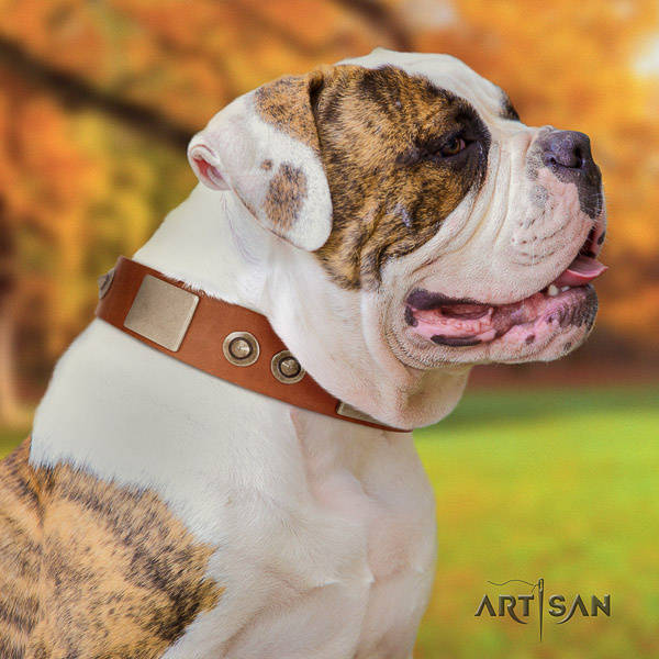 American Bulldog fancy walking leather collar with decorations for your four-legged friend