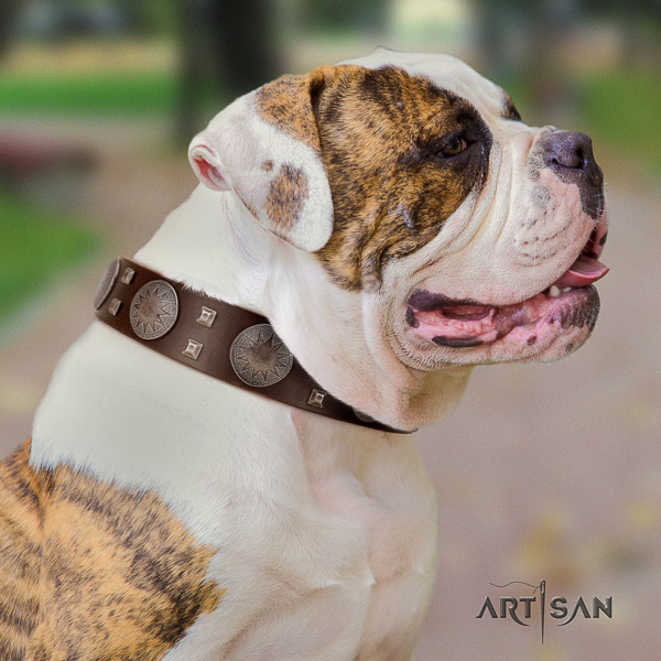 American Bulldog easy wearing leather collar with awesome adornments for your pet