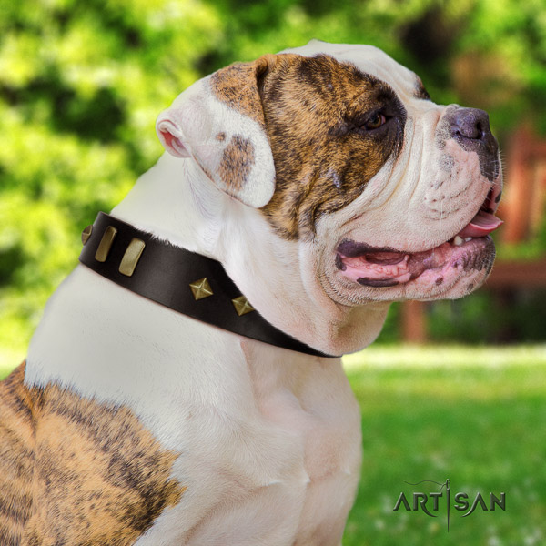 American Bulldog basic training natural leather collar with impressive embellishments for your canine