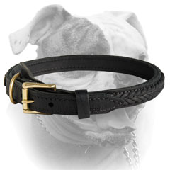 Leather American Bulldog collar with brass plated hardware