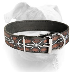 Leather American Bulldog collar with nickel plated fittings