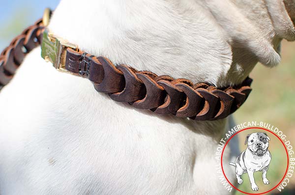 Braided American Bulldog collar with quick release buckle