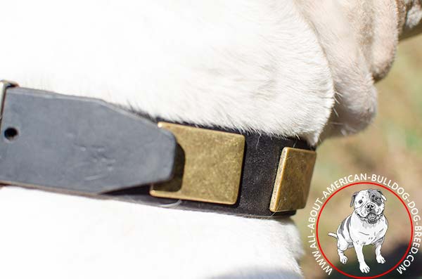 Riveted brass plates on leather American Bulldog collar