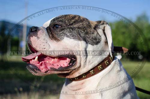 Leather American Bulldog collar