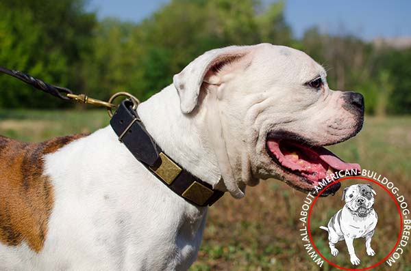 American Bulldog collar with traditional buckle