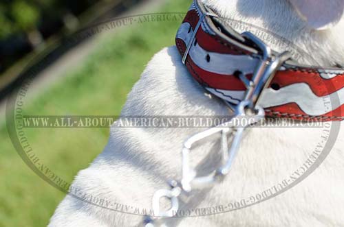 Nickel plated hardware for leather American Bulldog collar