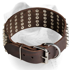 Wide leather American Bulldog collar