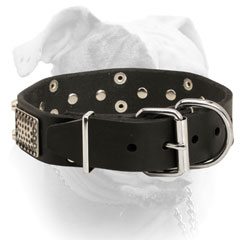 Exclusive style leather American Bulldog collar