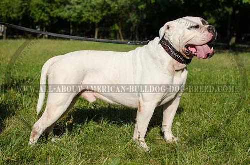 Stylish Barbed Wire handpainted leather collar for American Bulldog