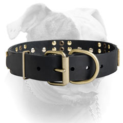 Brass plated hardware leather collar for American Bulldog