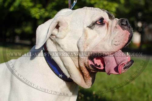 American Pride leather collar for American Bulldog