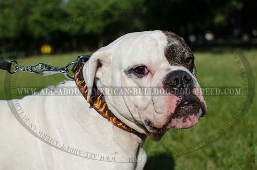 Handpainted Flames leather collar for American Bulldog