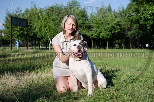 Extra wide quality leather American Bulldog collar