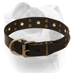 Decorated with studs leather American Bulldog collar