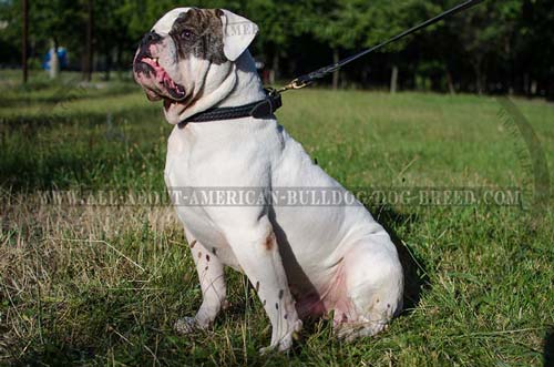 Stylish and reliable leather collar with braids for American Bulldog