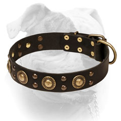 American Bulldog collar with brass conchos and studs