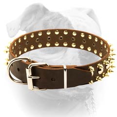 Strong brass hardware for leather American Bulldog collar