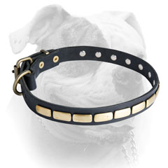 Leather American Bulldog collar with steel old brass plated hardware