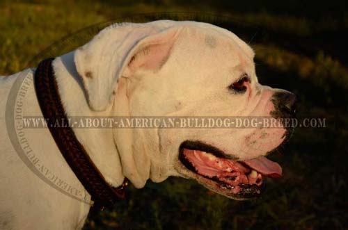 Leather braided American Bulldog collar