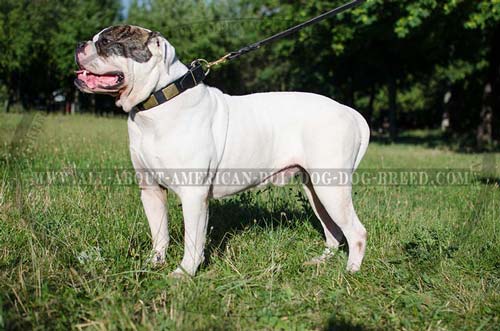 Wide leather American Bulldog collar with massive brass plates