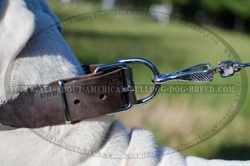 Nickel plated D-ring for American Bulldog collar