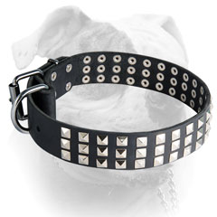 Reliable nickel plated hardware for American Bulldog collar