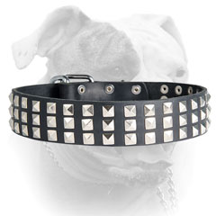 Wide leather American Bulldog collar with exclusive nickel pyramids