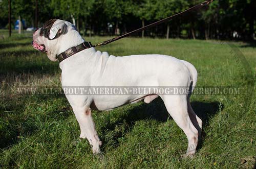 Leather American Bulldog collar with old style massive plates